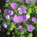 Stoke's Aster